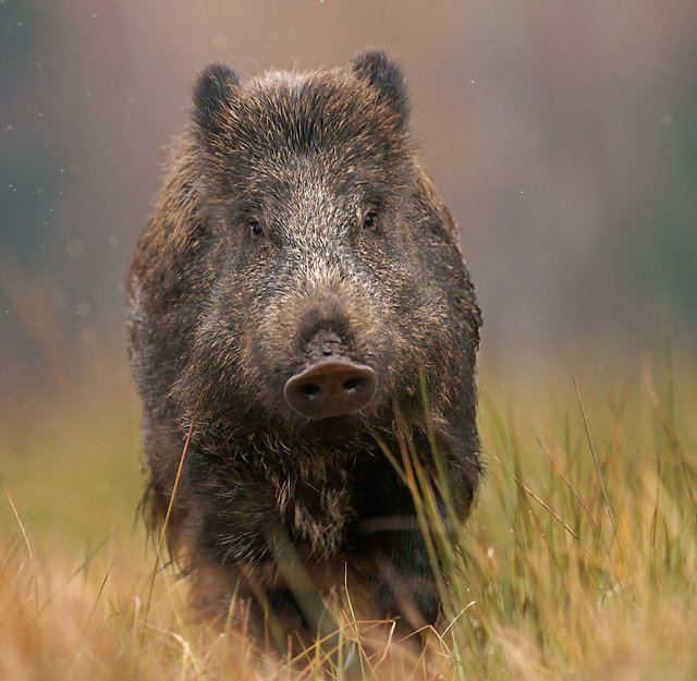 wildschwein-bd7dd141-2ecd-41e0-8eb6-59cec0f2ed48.jpg