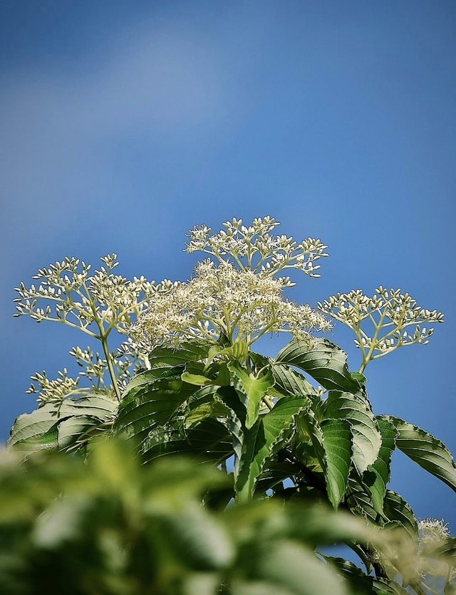 IMG_20250630_123701.jpg