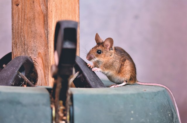 house-mouse-g7c5686d02_1920.jpg