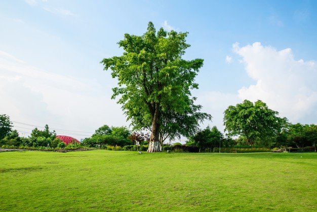 grassland-landscape-greening-environment-park-background_1112-1185.jpg