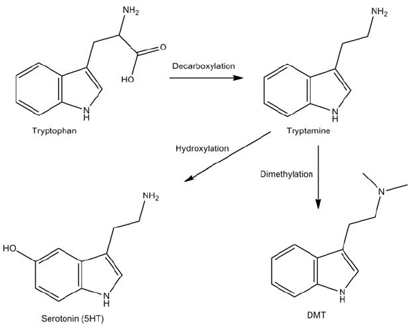 Biosynthesis-of-serotonin-and-DMT-from-tryptophan.png