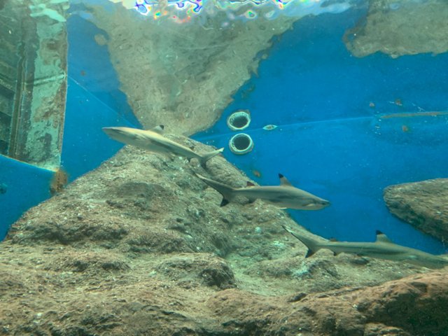 Underwater World10.jpg