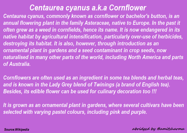 Centaurea cyanus.png