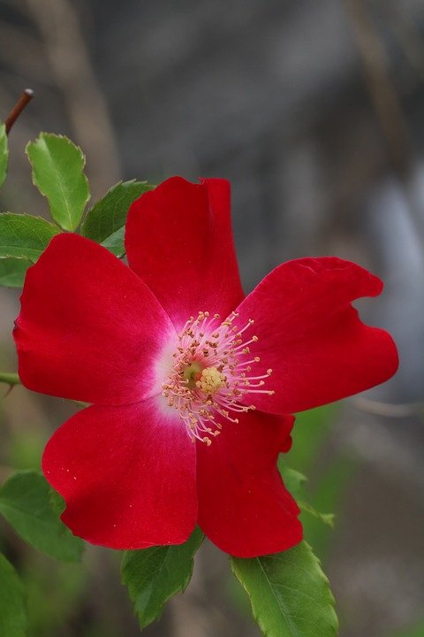 Red-Rose-Flowers-Beautiful-Rose-Garden-Nature-3445769.jpg