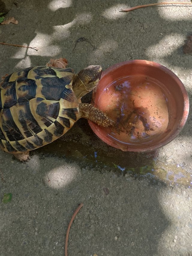 turtle.jpg