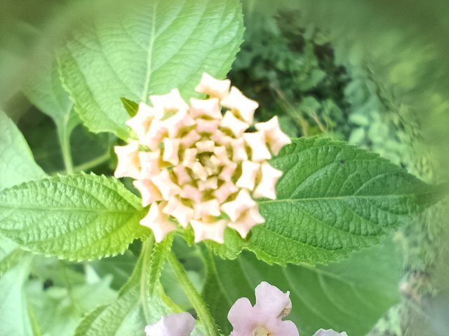 IMG_20250705_134310.jpg