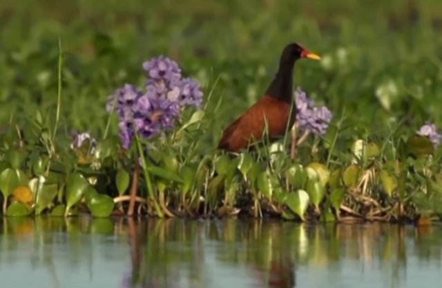 13.-Esteros-del-Iberà-28-jacana.jpg