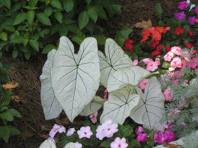 38169639-28d6-4ed4-8597-a2574ed476b7-Caladiums_.jpg