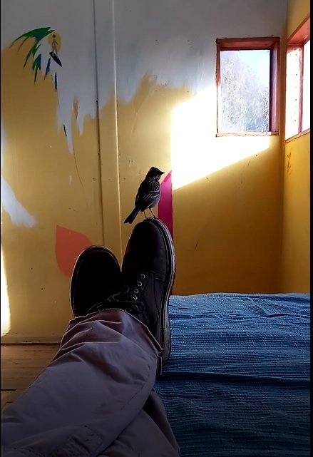 pajaro entro a mi pieza.jpg