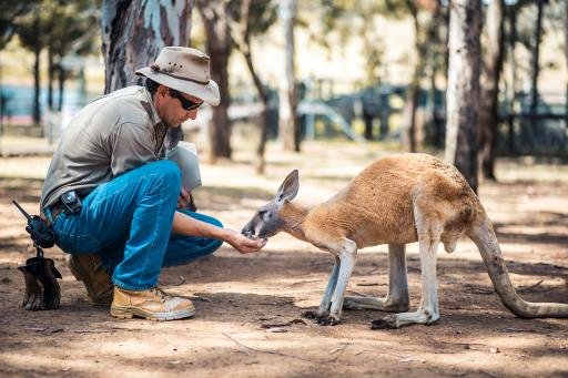 kangaroo-communication-1.jpg