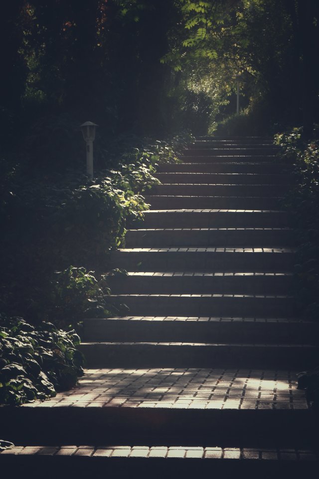 gray-concrete-steps-surrounded-by-trees-1662330.jpg