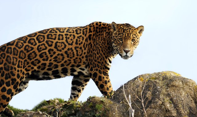 El Jaguar (Yaguarate) en Venezuela — Steemit