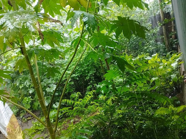 IMG_20250630_095958.jpg
