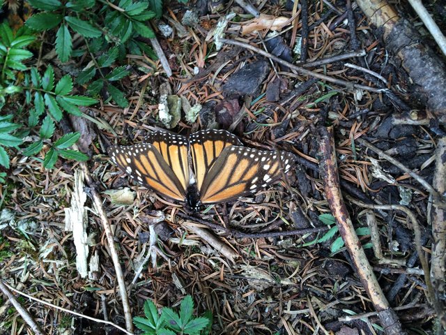 monarch butterfly extending its wings