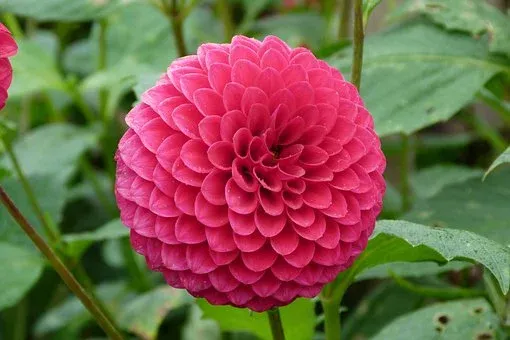 dahlia-4928591__340.webp