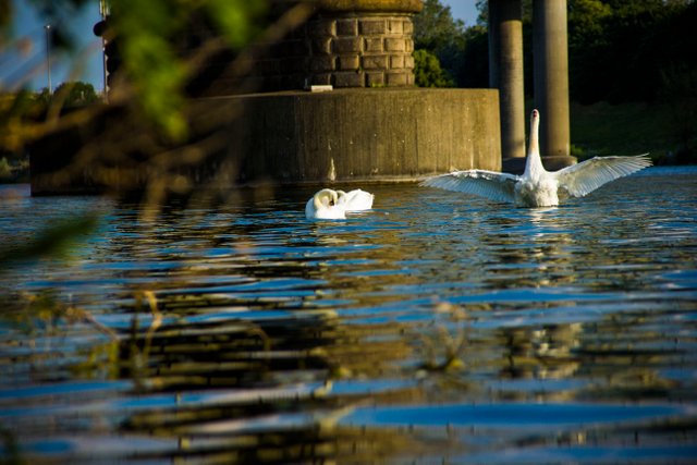 IMG_1490_swan_by_jnmarteau.JPG