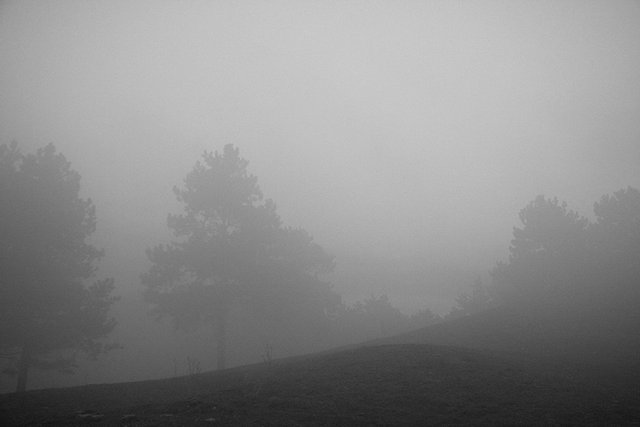 Foggies_n_001_s_BW.jpg