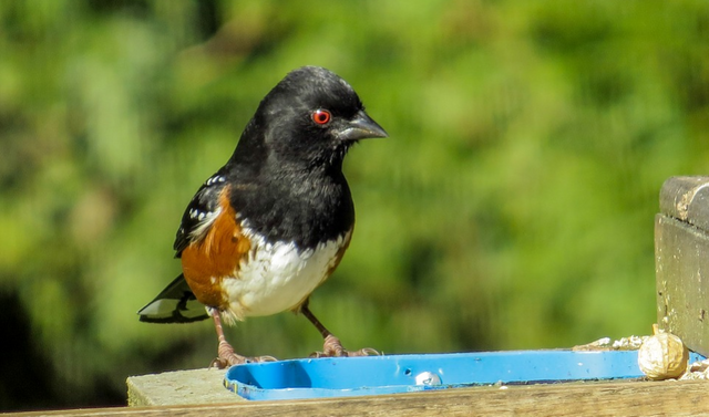 Abert's Towhee12.png