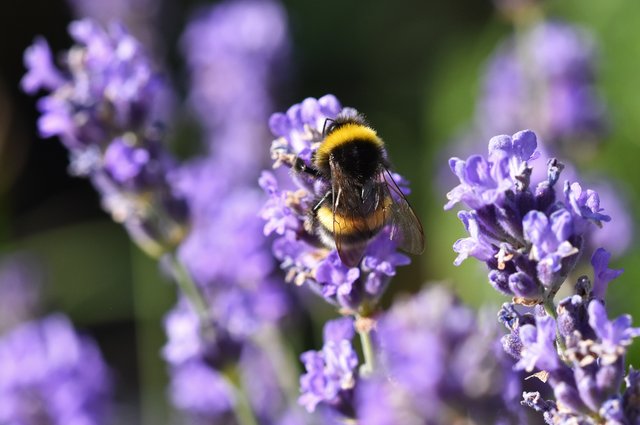 bumblebee lavender 1.jpg