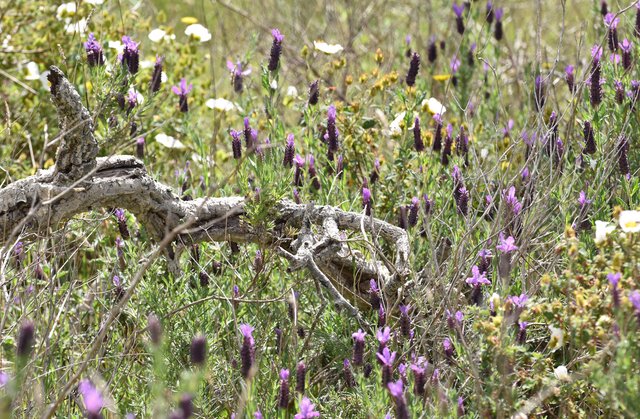 lavender field 1.jpg