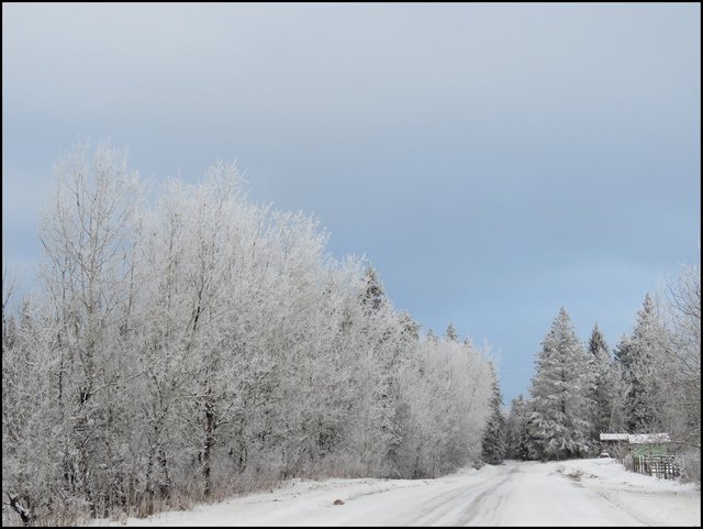 frosty poplar line side of road good.JPG