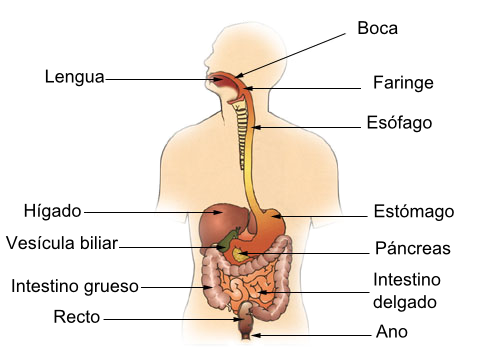 Diagram_of_the_digestive_system-es.png