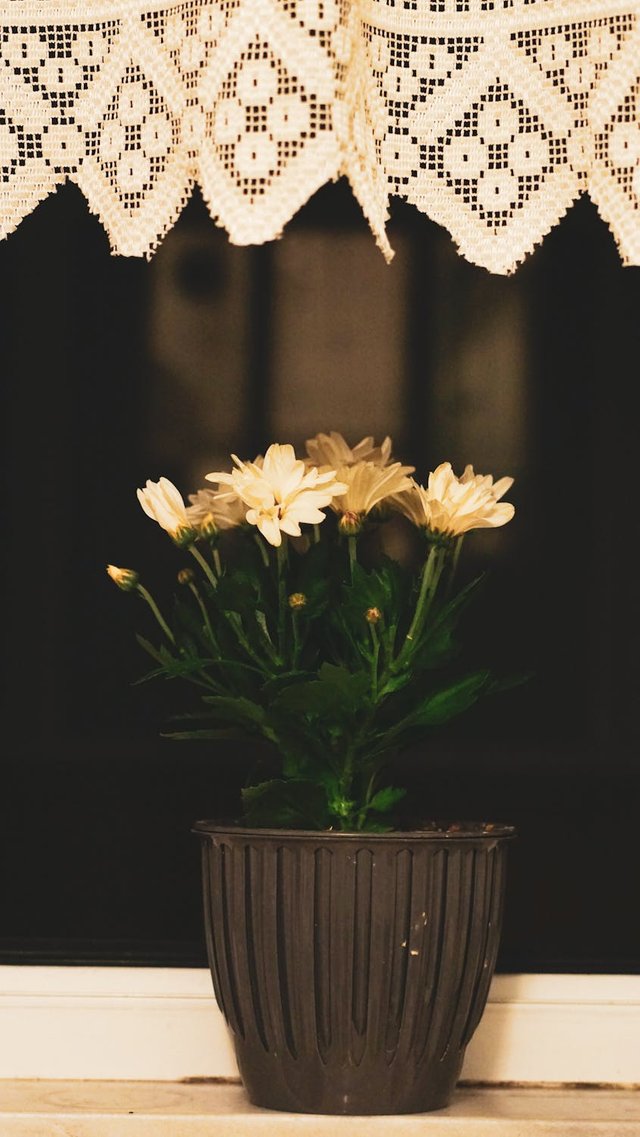 free-photo-of-elegant-white-daisies-in-window-at-night.jpeg