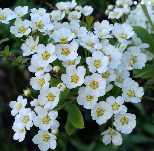 Spiraea Prunifolia f. simpliciflora.png