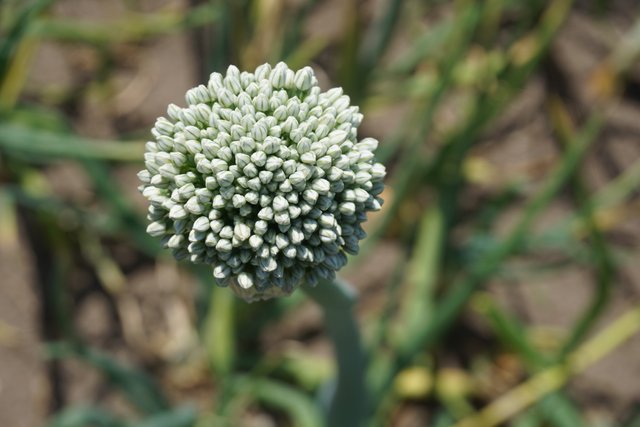 Onion inflorescences