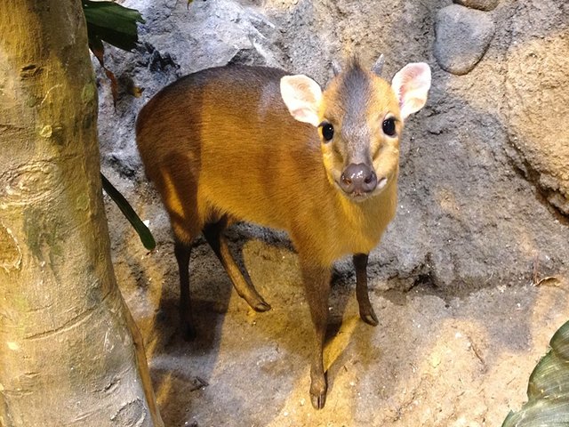 FULLSIZE-red-flanked_duiker.jpg