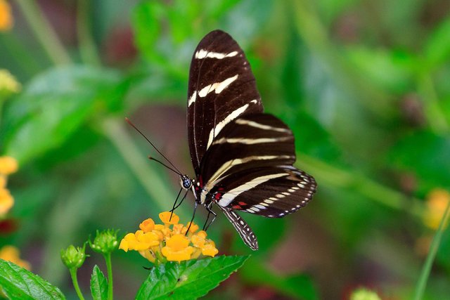 Beautiful Zebra Butterfly (1).jpg