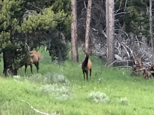 Elk Backoff.jpg