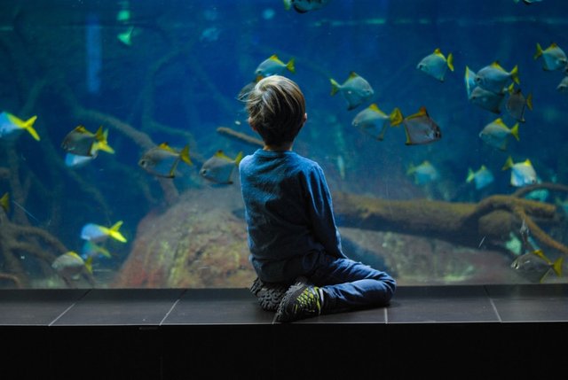 aquariumchild.jpg