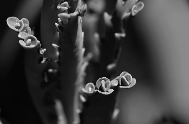 Kalanchoe Lucky bells baby bw.jpg