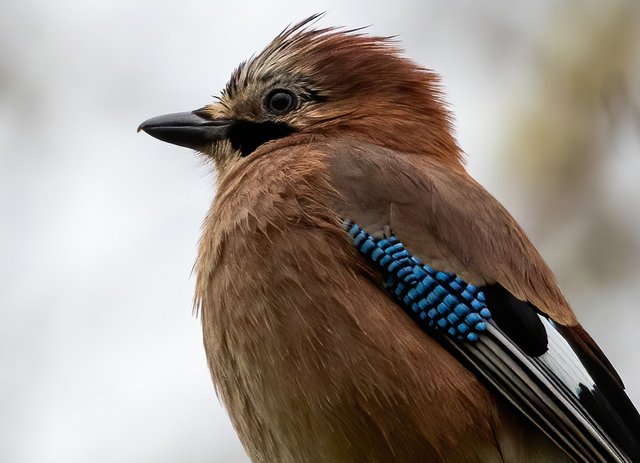 blue-jay-6166631_1920.jpg