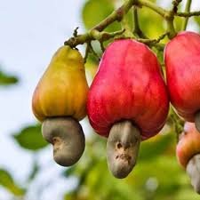 cashew.jpg