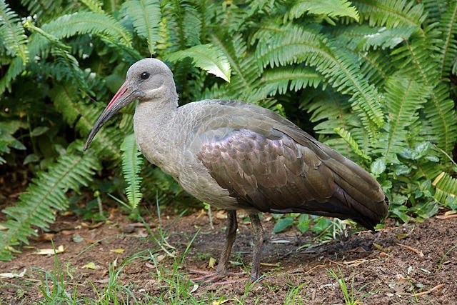 640px-Hadada_Ibis.jpg