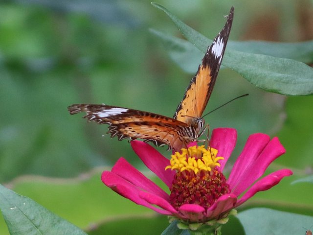 butterfly-thailand-2018-07-21.jpg