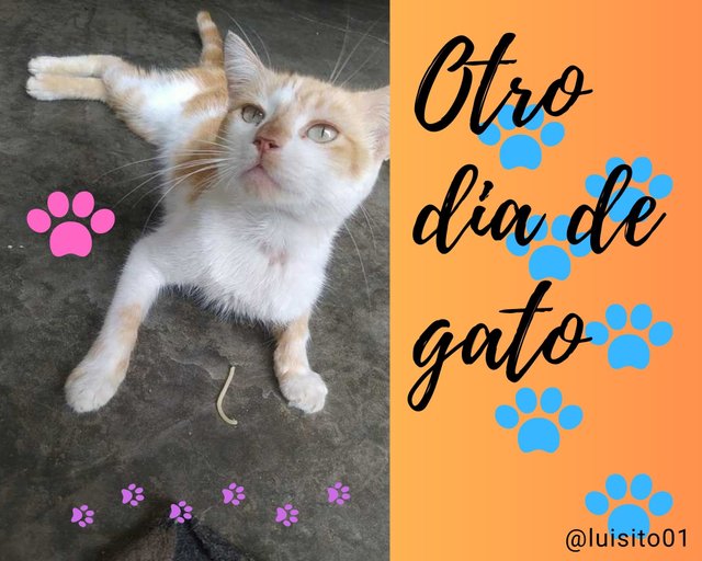 Otro dia de gato.jpg