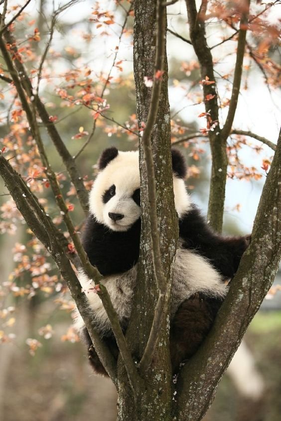 panda.jpg