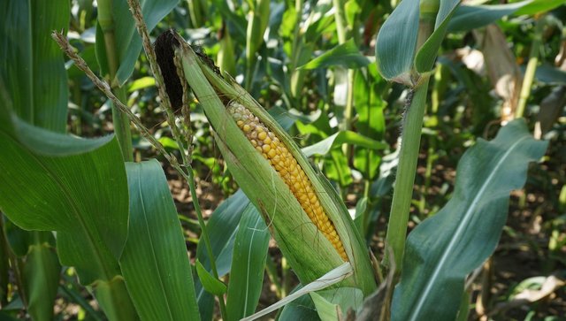 corn-917354_1280.jpg