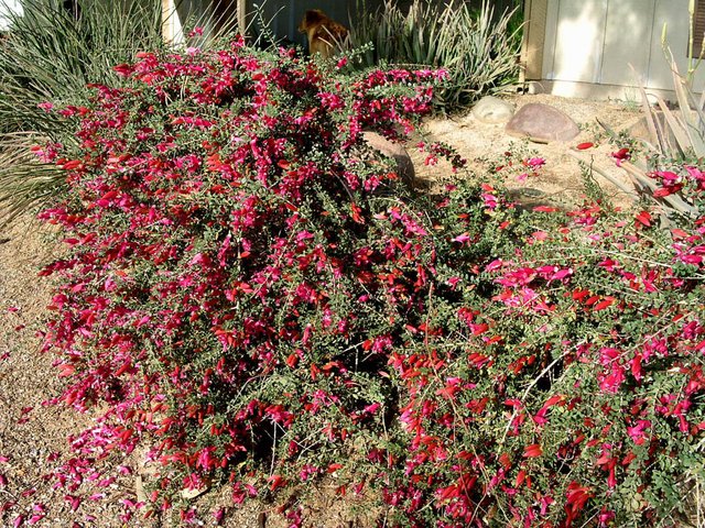 Eremophila-maculata-Valentine.jpg