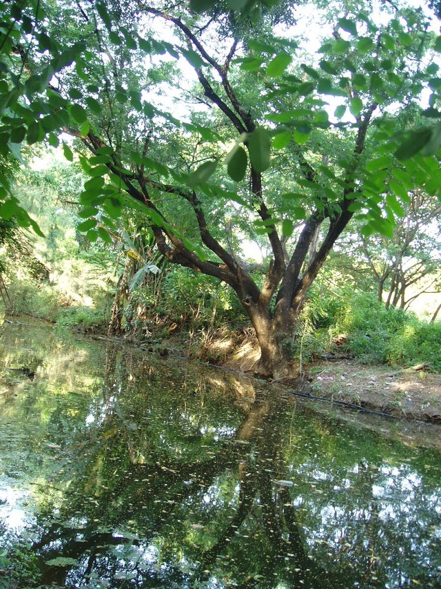 Queen Sirikit Park - tree near water