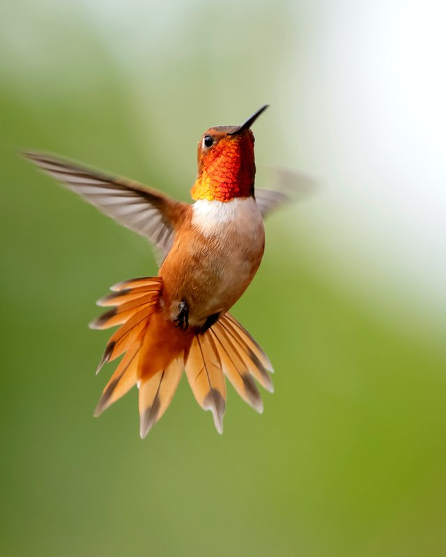bird.jpg