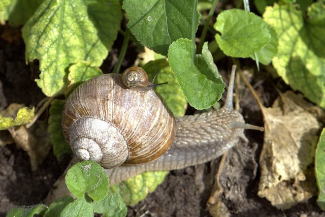 snail-4504544_1280.jpg