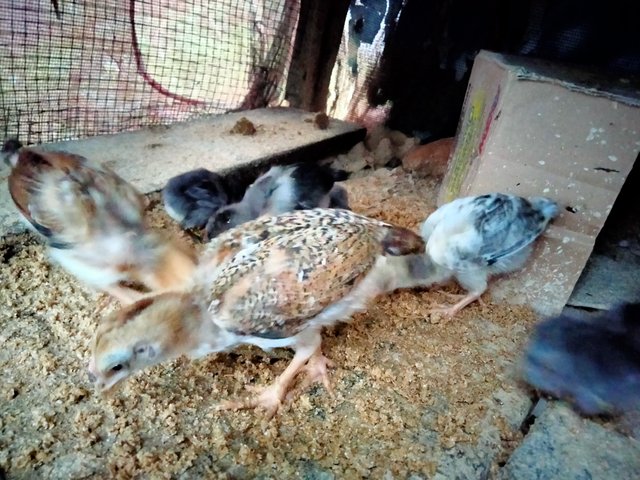 IMG20250720184157.jpg