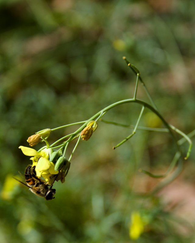 hoverfly hanging arugula flower