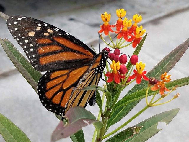 butterfly 1.jpg