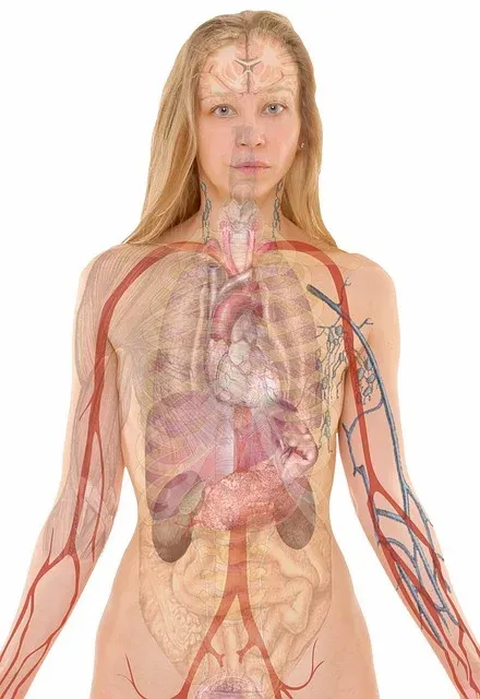 anatomy-254120_640.webp