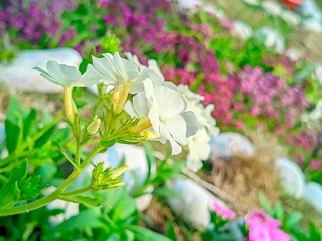 LMC_20250122_121145_🌈Color boost by Riyan .jpg